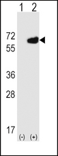 Western blot of NT5E (arrow) using rabbit polyclonal NT5E Antibody (M535). 293 cell lysates (2 ug/lane) either nontransfected (Lane 1) or transiently transfected (Lane 2) with the NT5E gene.