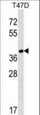 NTAN1 Antibody western blot of T47D cell line lysates (35 ug/lane). The NTAN1 antibody detected the NTAN1 protein (arrow).