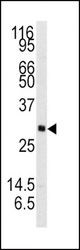 Western blot of anti-NTF3 Antibody in mouse brain tissue lysates (35 ug/lane). NTF3 (arrow) was detected using the purified antibody.