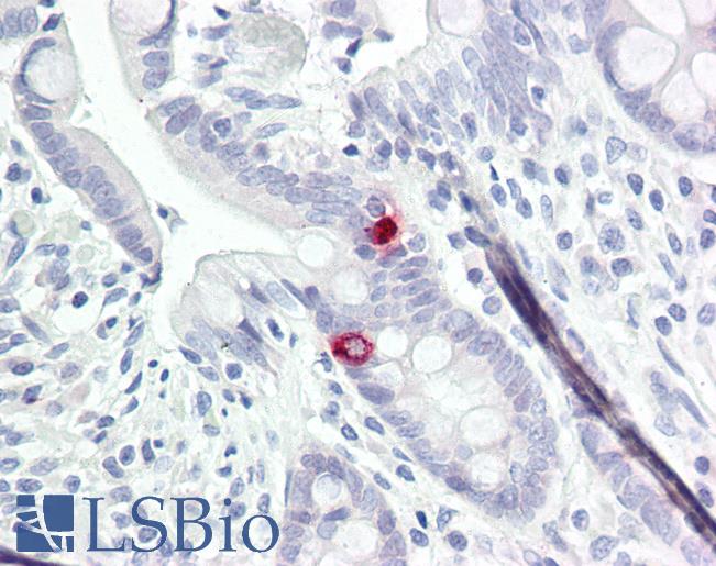 Anti-NTM / Neurotrimin antibody IHC of human small intestine. Immunohistochemistry of formalin-fixed, paraffin-embedded tissue after heat-induced antigen retrieval. Antibody LS-B8097 dilution 5-10 ug/ml.