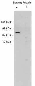Western blot of LS-C26934, rabbit polyclonal at 0.05 ug/ml on MDCKII cell extract (10 ug/lane). Blots were developed with goat anti-rabbit Ig (1:75k) and Pierce Supersignal West Femto system.