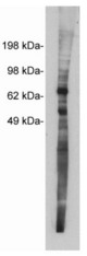 Western blot of LS-C26937, rabbit polyclonal at 5 ug/ml on MDCKII cell extract (10 ug/lane). Blots were developed with goat anti-rabbit Ig (1:100k) and Pierce Supersignal West Femto system.