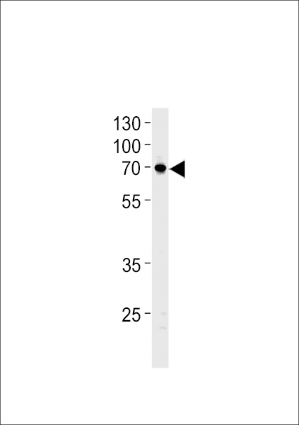 NTN1 Antibody western blot of U87-MG cell line lysates (35 ug/lane). The NTN1 antibody detected the NTN1 protein (arrow).