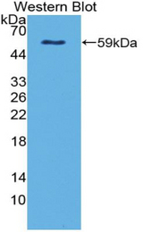 Western blot of recombinant NTN4 / Netrin 4.