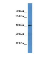 Western blot of Human U937. NTNG1 antibody dilution 1.0 ug/ml.