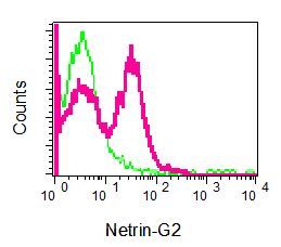 Flow cytometry of Jurkat cells using anti-NTNG2 / Netrin G2 antibody (red)or a rabbit IgG (negative) (green).