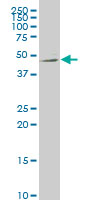 NTNG2 monoclonal antibody, clone 4F11 Western blot of NTNG2 expression in HeLa.