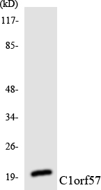 Western blot of the lysates from HUVEC cells using C1orf57 antibody.