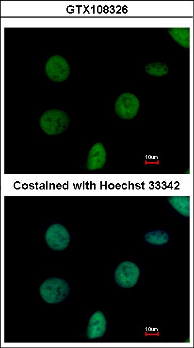 Immunofluorescence of paraformaldehyde-fixed HeLa using C1orf57 antibody at 1:500 dilution.