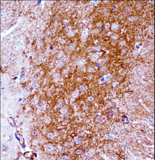 Mouse Ntrk2 Antibody immunohistochemistry of formalin-fixed and paraffin-embedded mouse brain tissue followed by peroxidase-conjugated secondary antibody and DAB staining.