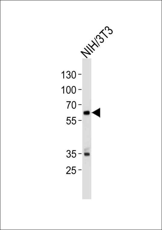 Western blot of lysate from mouse NIH/3T3 cell line, using Mouse Ntrk2 Antibody. Antibody was diluted at 1:1000 at each lane. A goat anti-rabbit IgG H&L (HRP) at 1:5000 dilution was used as the secondary antibody. Lysate at 35ug per lane.