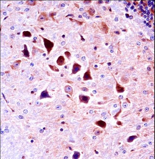Mouse Ntrk3 Antibody immunohistochemistry of formalin-fixed and paraffin-embedded mouse brain tissue followed by peroxidase-conjugated secondary antibody and DAB staining.