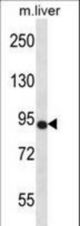 Mouse Ntrk3 Antibody western blot of mouse liver tissue lysates (35 ug/lane). The Ntrk3 antibody detected the Ntrk3 protein (arrow).