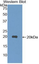 Western blot of recombinant NTS / NT / Neurotensin.