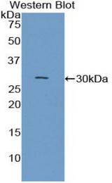 Western blot of recombinant NTS / NT / Neurotensin.