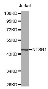 Western blot analysis of extracts of Jurkat cell line, using NTSR1 antibody.