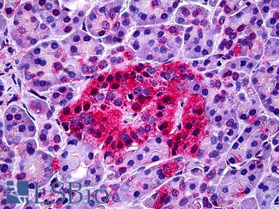 Anti-NTSR1 antibody IHC of human pancreas. Immunohistochemistry of formalin-fixed, paraffin-embedded tissue after heat-induced antigen retrieval. Antibody LS-B5255 concentration 5 ug/ml.