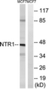 Western blot of extracts from MCF7 cells, using NTSR1 antibody. The lane on the right is treated with the synthesized peptide.