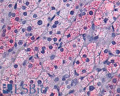 Anti-NTSR1 / NTR antibody IHC of human Adrenal, Pheochromocytoma. Immunohistochemistry of formalin-fixed, paraffin-embedded tissue after heat-induced antigen retrieval.
