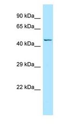 NTSR2 / NTR2 antibody Western Blot of Fetal Brain.