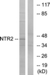 Western blot of extracts from Jurkat cells, using NTR2 Antibody. The lane on the right is treated with the synthesized peptide.
