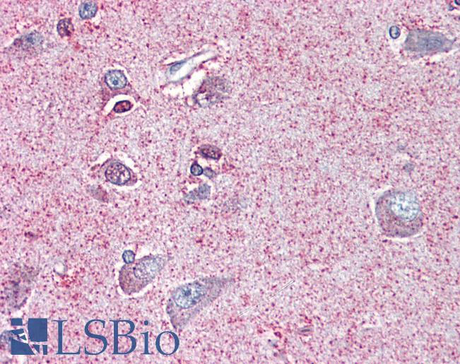 Anti-NTSR2 antibody LS-A1265 IHC of human brain, cortex. Immunohistochemistry of formalin-fixed, paraffin-embedded tissue after heat-induced antigen retrieval.