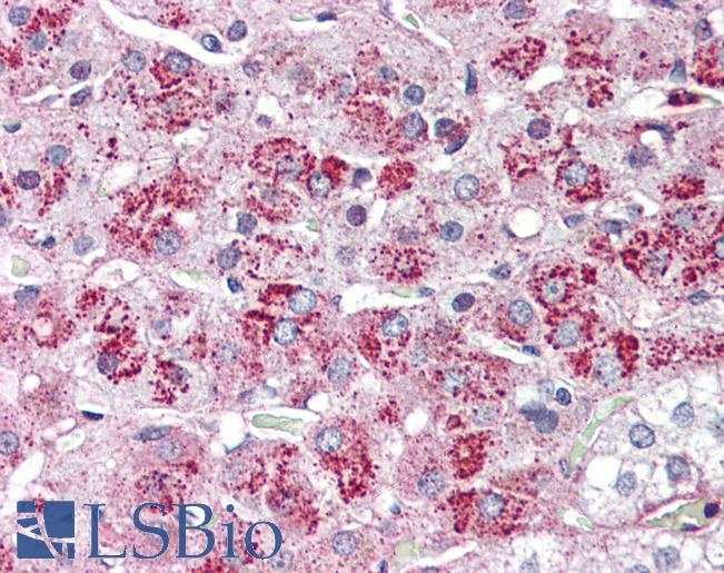 Anti-NTSR2 antibody LS-A1265 IHC of human adrenal. Immunohistochemistry of formalin-fixed, paraffin-embedded tissue after heat-induced antigen retrieval.