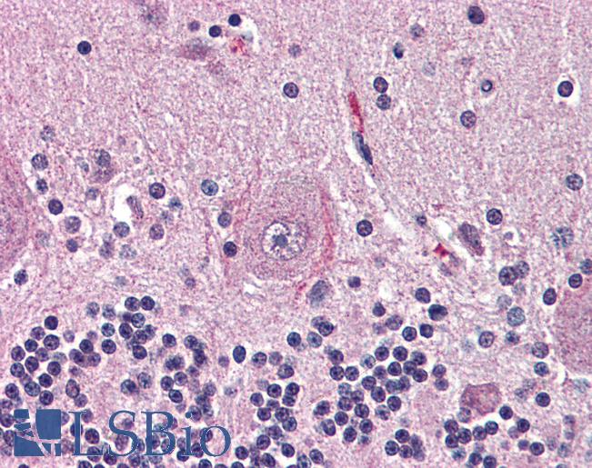 Anti-NTSR2 antibody LS-A1266 IHC of human brain, cerebellum. Immunohistochemistry of formalin-fixed, paraffin-embedded tissue after heat-induced antigen retrieval.