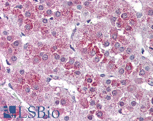 Anti-NTSR2 antibody LS-A1266 IHC of human adrenal. Immunohistochemistry of formalin-fixed, paraffin-embedded tissue after heat-induced antigen retrieval.