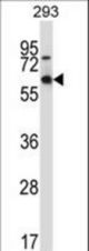 MEF2D Antibody western blot of 293 cell line lysates (35 ug/lane). The MEF2D antibody detected the MEF2D protein (arrow).