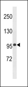 MEG11 Antibody western blot of mouse bladder tissue lysates (35 ug/lane). The MEG11 antibody detected the MEG11 protein (arrow).