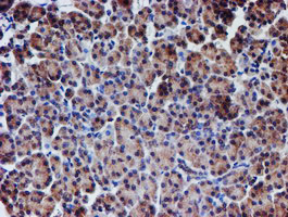 IHC of paraffin-embedded Human pancreas tissue using anti-NUBPL mouse monoclonal antibody. (Heat-induced epitope retrieval by 10mM citric buffer, pH6.0, 100C for 10min).