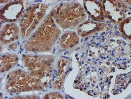 IHC of paraffin-embedded Human Kidney tissue using anti-NUBPL mouse monoclonal antibody. (Heat-induced epitope retrieval by 10mM citric buffer, pH6.0, 100C for 10min).