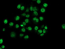 Anti-NUBPL mouse monoclonal antibody immunofluorescent staining of COS7 cells transiently transfected by pCMV6-ENTRY NUBPL.