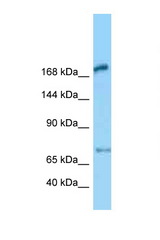 MEGF6 antibody LS-C146387 Western blot of Rat Lung lysate. Antibody concentration 1 ug/ml.