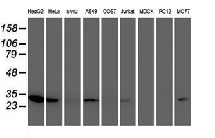 Western blot of extracts (35ug) from 9 different cell lines by using anti-NUBPL monoclonal antibody.