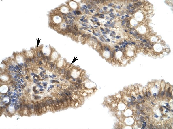 NUCB2 antibody LS-C30999 was used in IHC to stain formalin-fixed, paraffin-embedded human intestine.