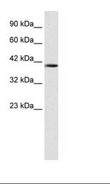 HepG2 Cell Lysate