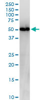 NUCB2 monoclonal antibody (M03), clone 6H4. Western Blot analysis of NUCB2 expression in HepG2.