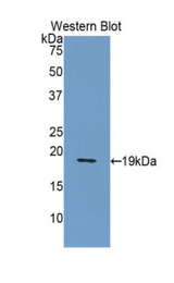 Western blot of recombinant NUCB2 / Nucleobindin 2.