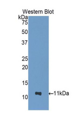 Western blot of recombinant NUCB2 / Nucleobindin 2.