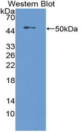 Western blot of recombinant NUCB2 / Nucleobindin 2.