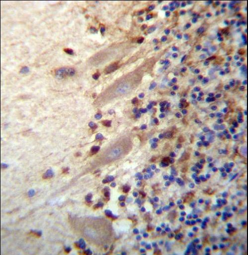 MEGF9 Antibody immunohistochemistry of formalin-fixed and paraffin-embedded human cerebellum tissue followed by peroxidase-conjugated secondary antibody and DAB staining.