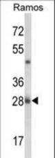 Western blot of NUCKS1 Antibody in Ramos cell line lysates (35 ug/lane). NUCKS1 (arrow) was detected using the purified antibody.