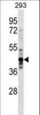 NUDC Antibody western blot of 293 cell line lysates (35 ug/lane). The NUDC antibody detected the NUDC protein (arrow).