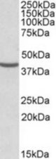 NUDC antibody (0.3 ug/ml) staining of HeLa lysate (35 ug protein in RIPA buffer). Primary incubation was 1 hour. Detected by chemiluminescence.