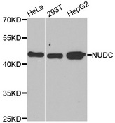 Western blot analysis of extracts of various cell lines, using NUDC antibody.