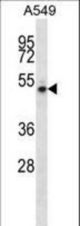 NUDCD1 Antibody western blot of A549 cell line lysates (35 ug/lane). The NUDCD1 antibody detected the NUDCD1 protein (arrow).