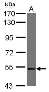Sample (30 ug of whole cell lysate) A: NT2D1 7.5% SDS PAGE NUDCD1 antibody diluted at 1:10000