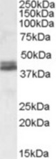 Antibody (0.1 ug/ml) staining of Human Cerebellum lysate (35 ug protein in RIPA buffer). Primary incubation was 1 hour. Detected by chemiluminescence